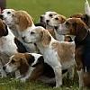 Westcountry Game Fair